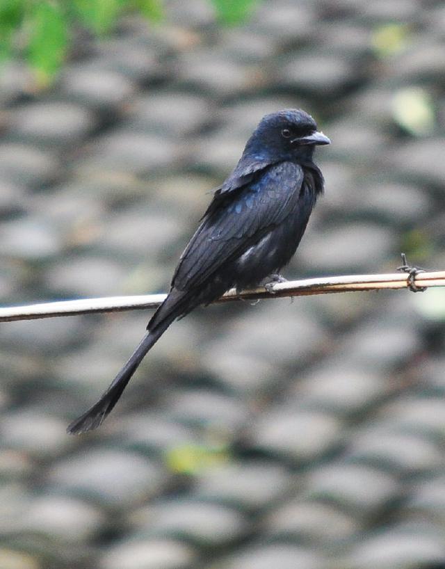 black drongo